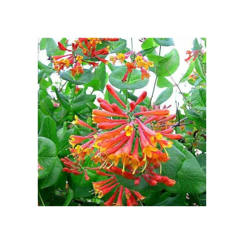 Lonicera brownii dropmore scarlet (chèvrefeuille) taille pot de 2 litres - 30/50 cm - rouge