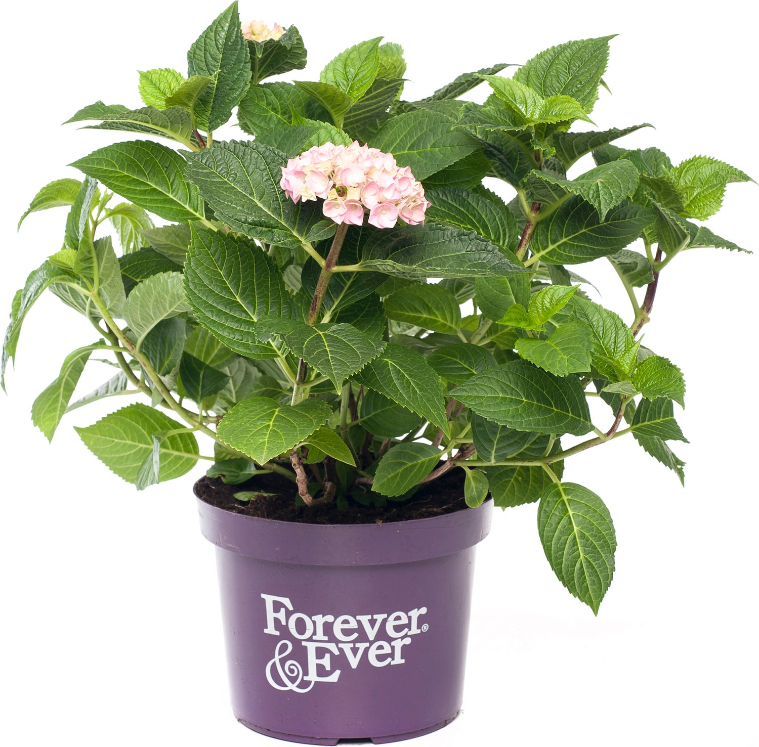 Hortensia (Hydrangea macrophylla 'Forever & Ever') roze D 23 H 30 cm
