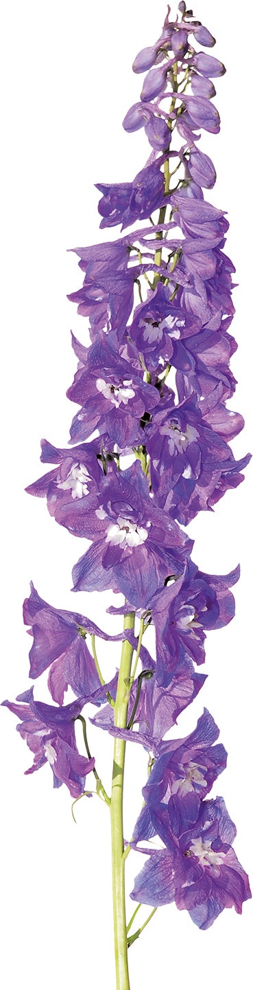 Ridderspoor (Delphinium 'Highlander') D 23 H 50 cm