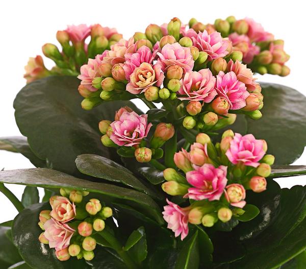 Flammendes Käthchen - Kalanchoe blossfeldiana