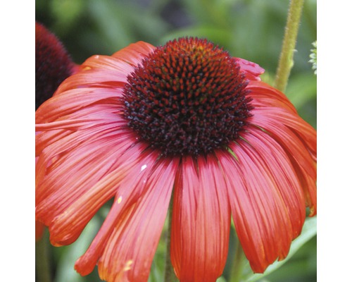 Zonnehoed Mix FloraSelf Echinacea purpurea H 30-40 cm Co 5 L diverse soorten