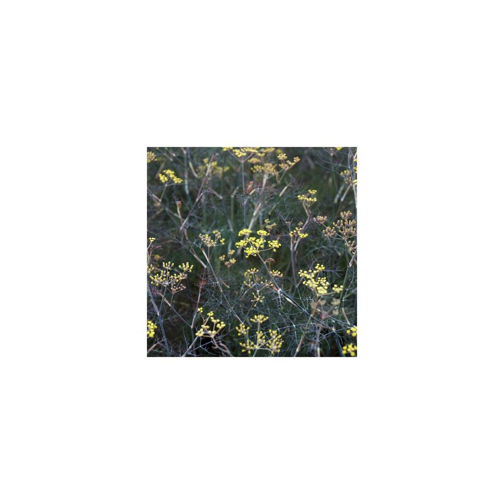 Fenouil commun vulgare purpureum/foeniculum vulgare purpureum[-]godet