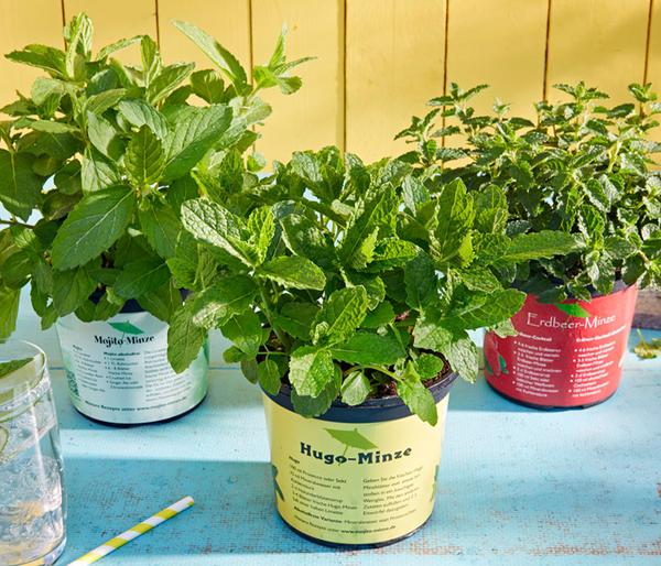 Mojito-Minze
