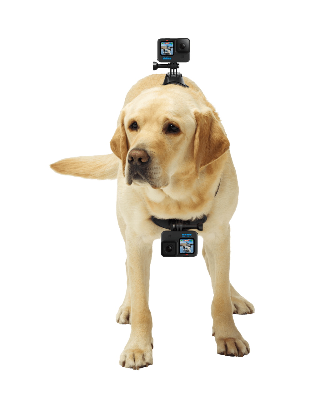 Hundegeschirr „Fetch“(Kamerahalterung für Hunde-POV-Aufnahmen)
