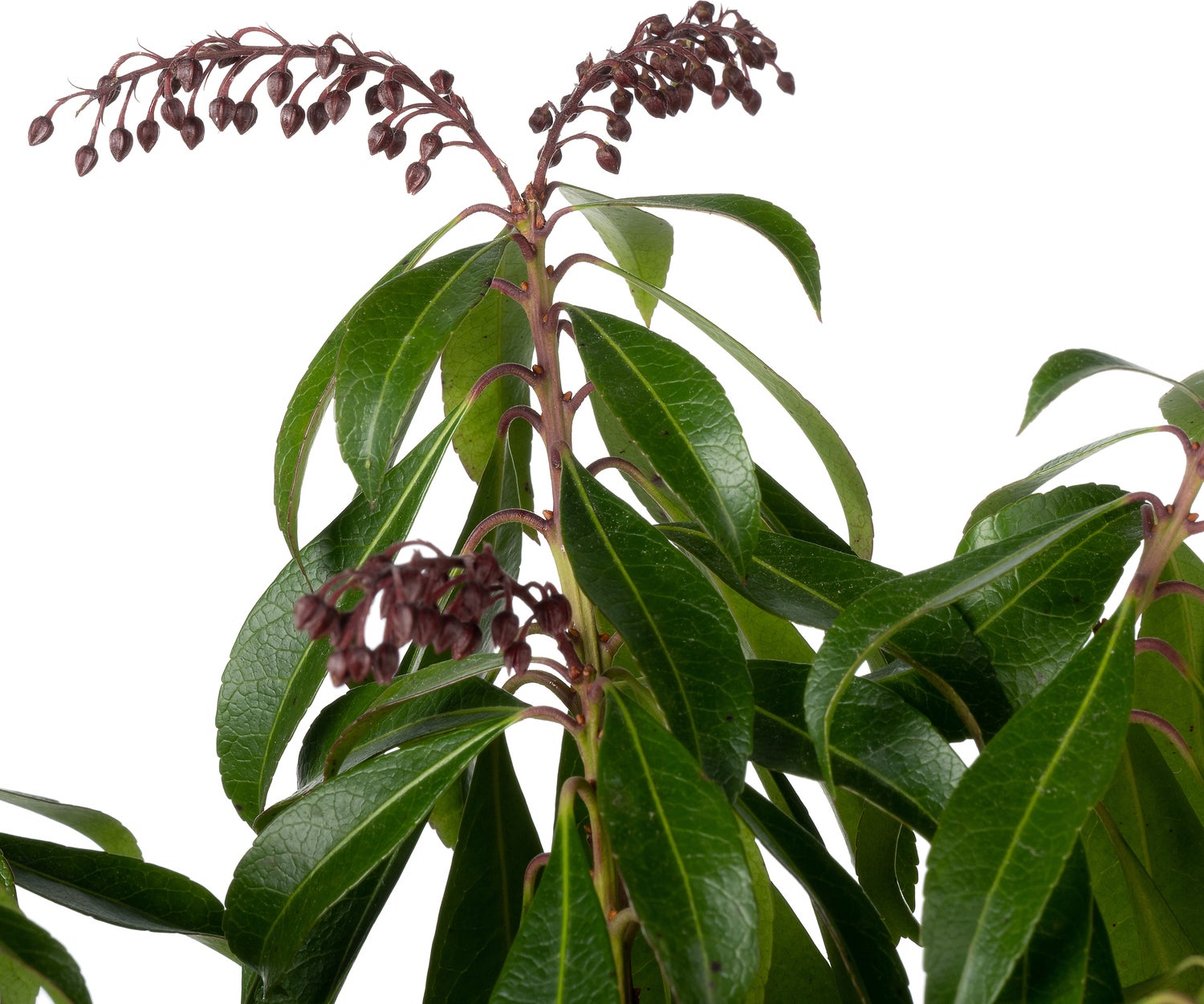 Rotsheide (Pieris japonica 'Katsura') D 17 H 25 cm