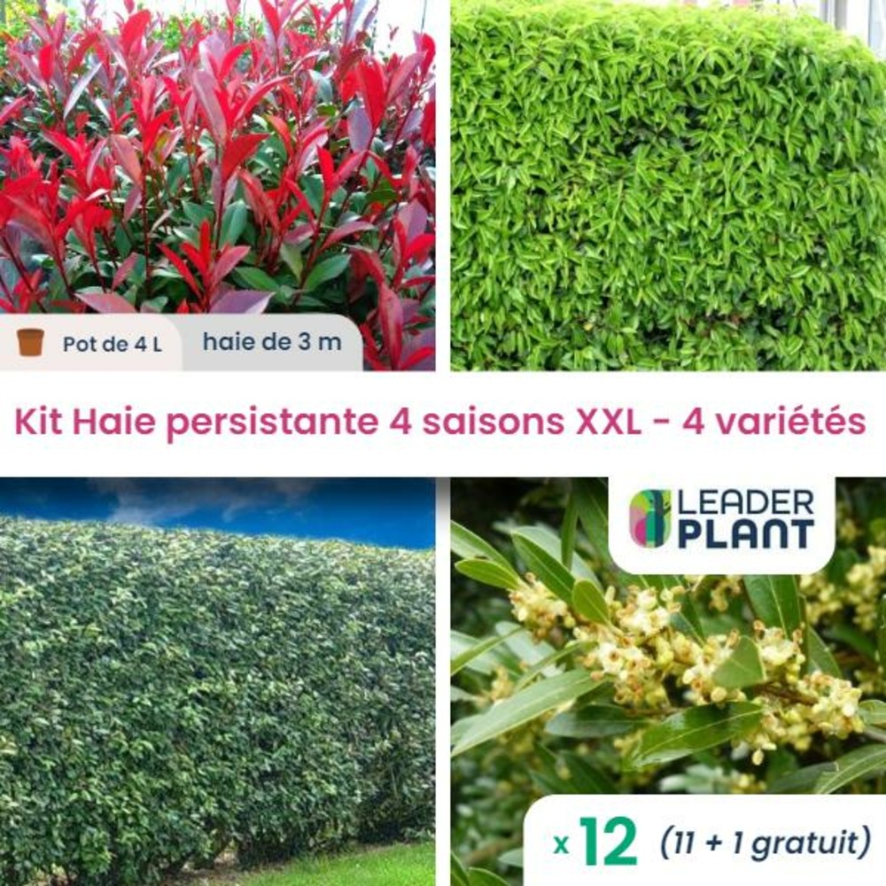 Haie persistante 4 saisons - lot de 12 plants en pot de 4 l