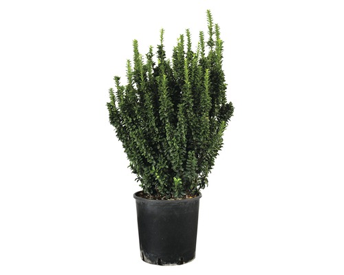 Zuilvormige kardinaalsmuts FloraSelf Euonymus japonicus 'Benkomasaki' H 80-90 cm Co 18 L bossig