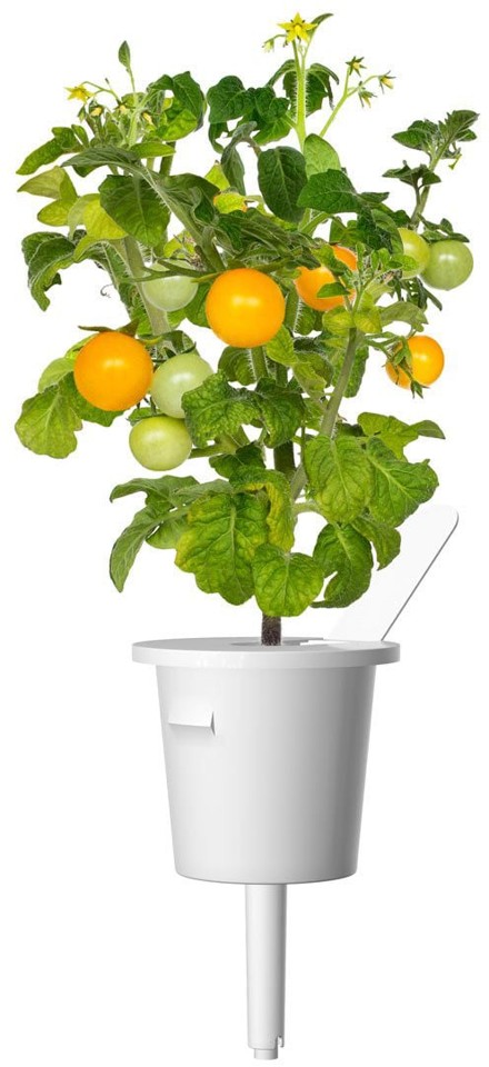 Click and Grow - Smart Garden Refill 3-pack Yellow Tomato