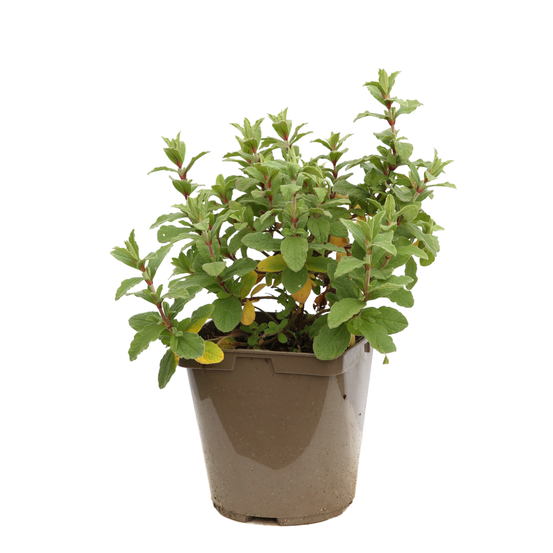 Cistus x pulverulentus:ctr 3 litres