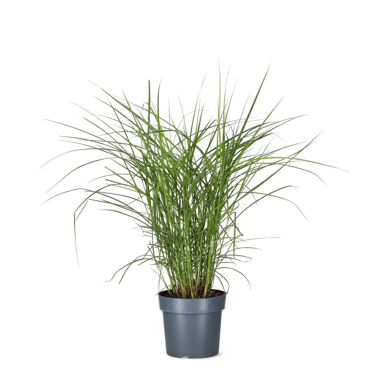 Miscanthus sinensis 'Octoberfest' Silkekinagress 'Octoberfest' Ø24 cm