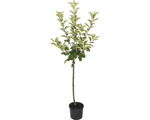Biologische Winter Appel FloraZelf Biologische Malus domestica 'Topaz'® Stamhoogte ca. 60 cm Totale hoogte 130-150 cm Co 7,5 L Struik