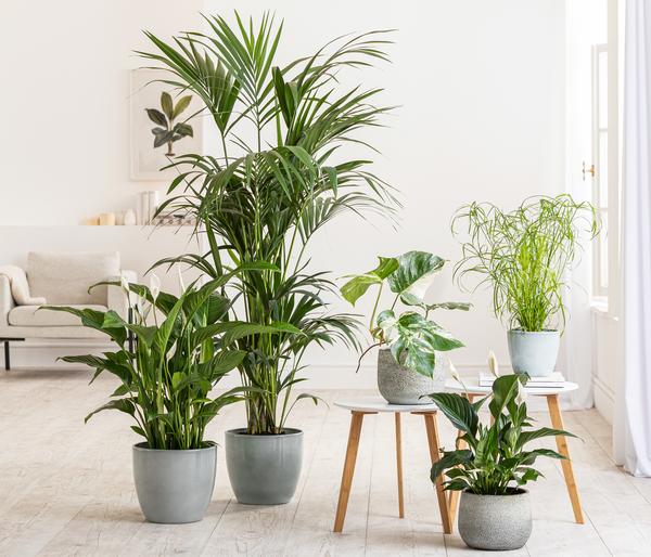 Air So Pure® Einblatt - Spathiphyllum
