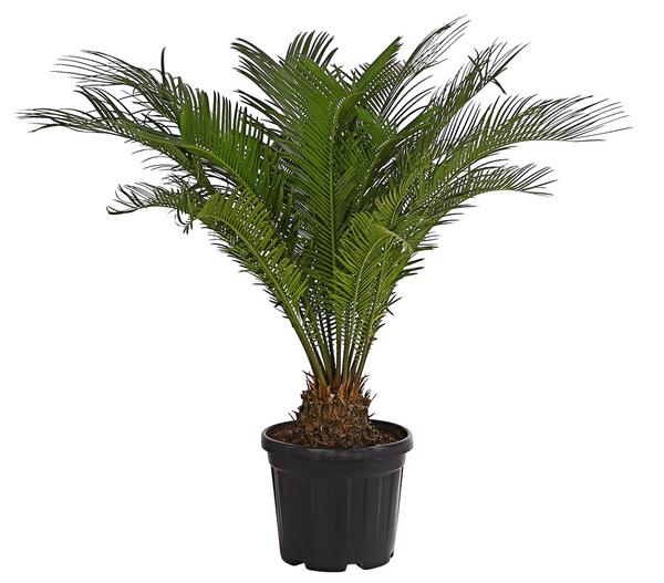 Sagopalmfarn - Cycas revoluta