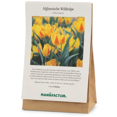 Blumenzwiebeln Afghanische Wildtulpe