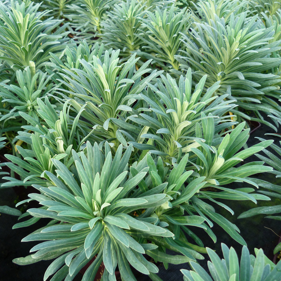 Euphorbe characias - pot 3L