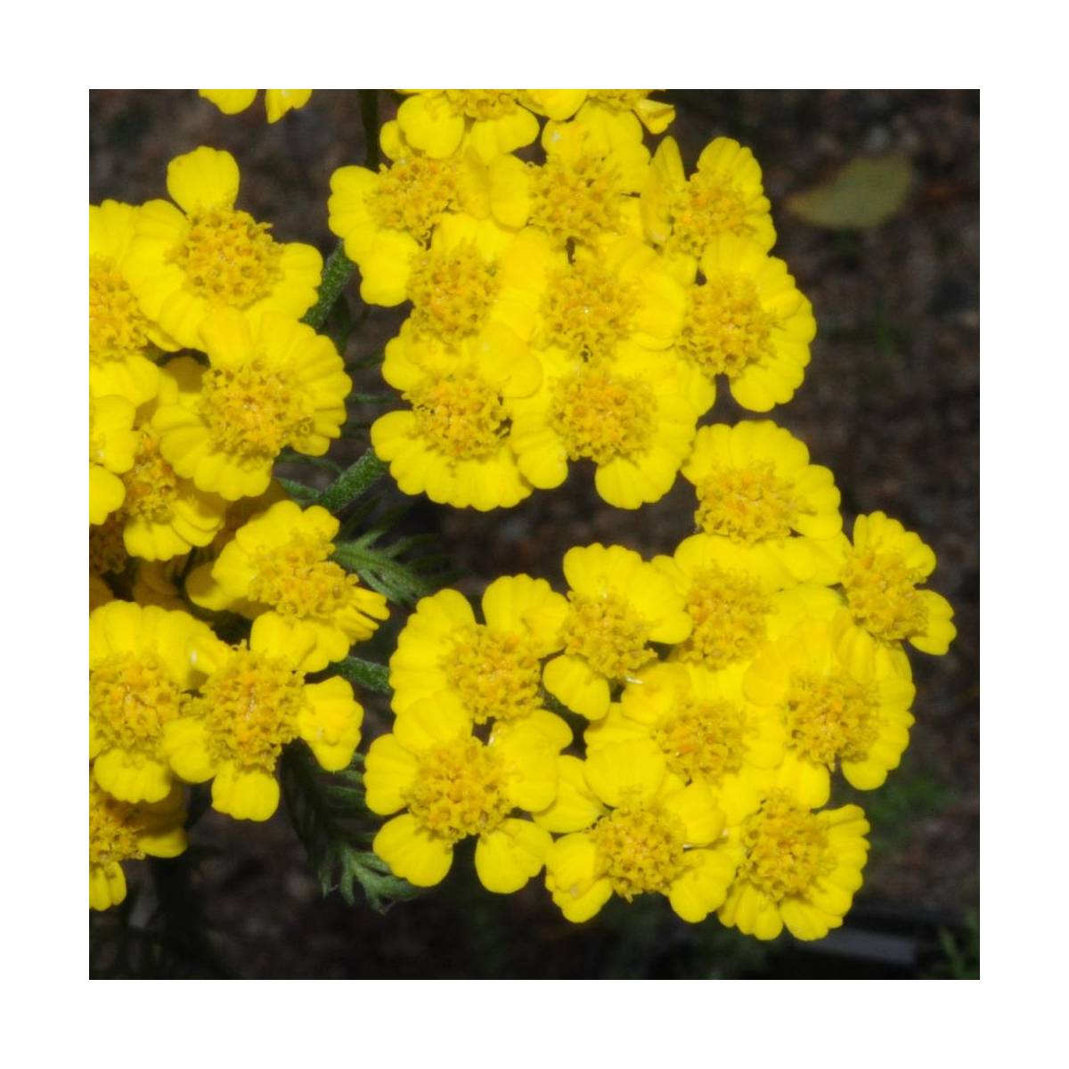 Achillée tomenteuse aurea/achillea tomentosa 'aurea'[-]godet