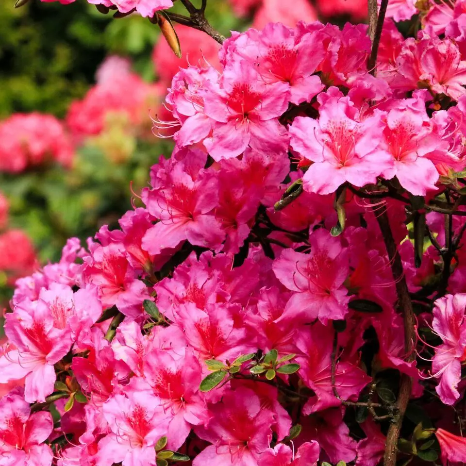 Rhododendrons - Set van 3 - Rhododendron catawbiense - Hoogte 25-40cm - ⌀9cm