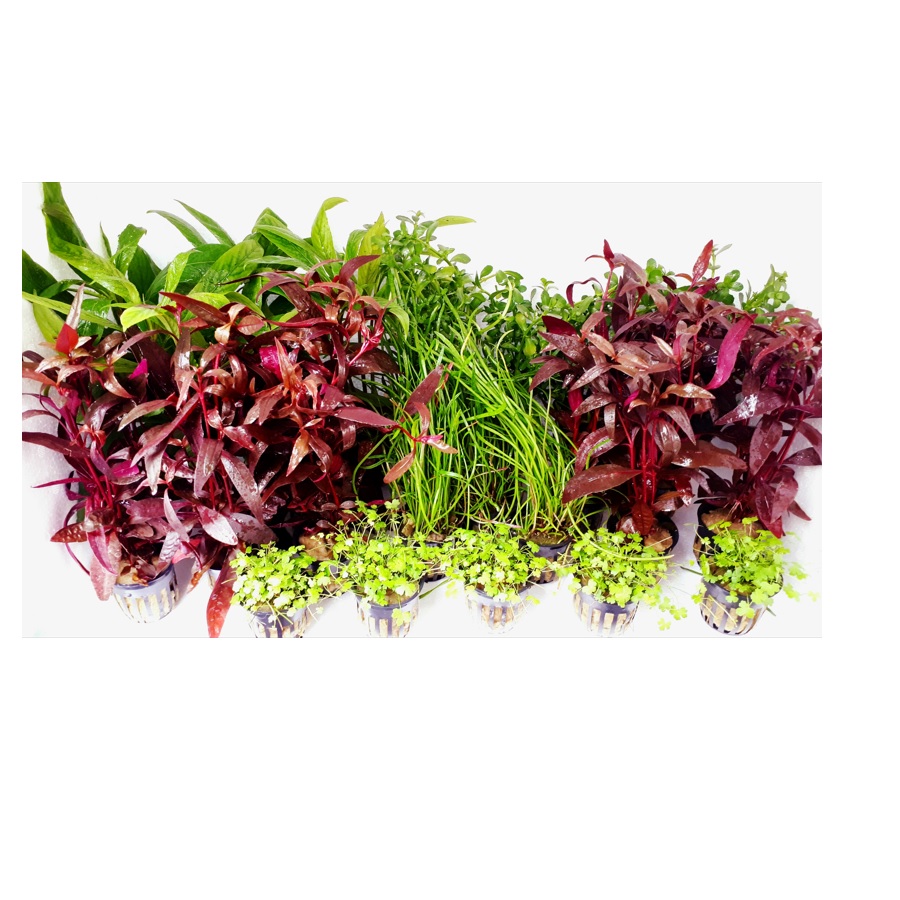 Pacote com 26 plantas Tropica Iberia para aquário holandês