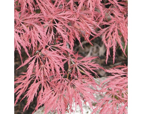 Donkerrode sleufesdoorn 'Dissectum Garnet' H 40 - 50 cm Co 4 L