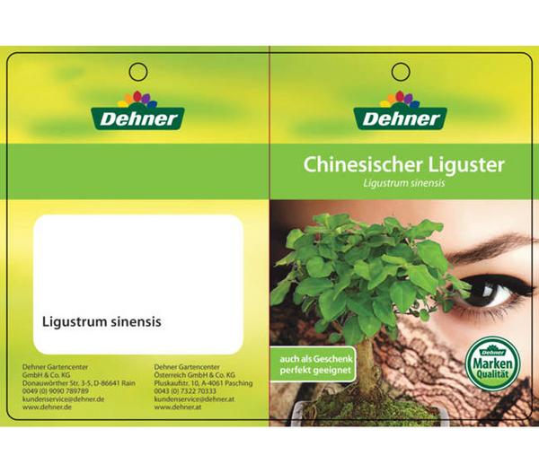 Bonsai Chinesischer Liguster - Ligustrum
