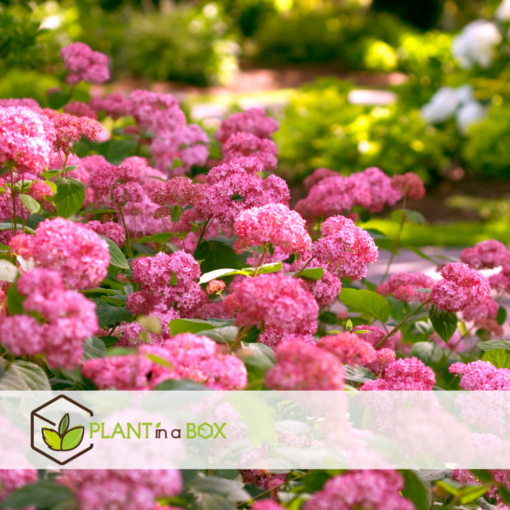 Hydrangea 'pink annabelle' - hortensia - rose - ⌀19 cm - hauteur 40-50 cm