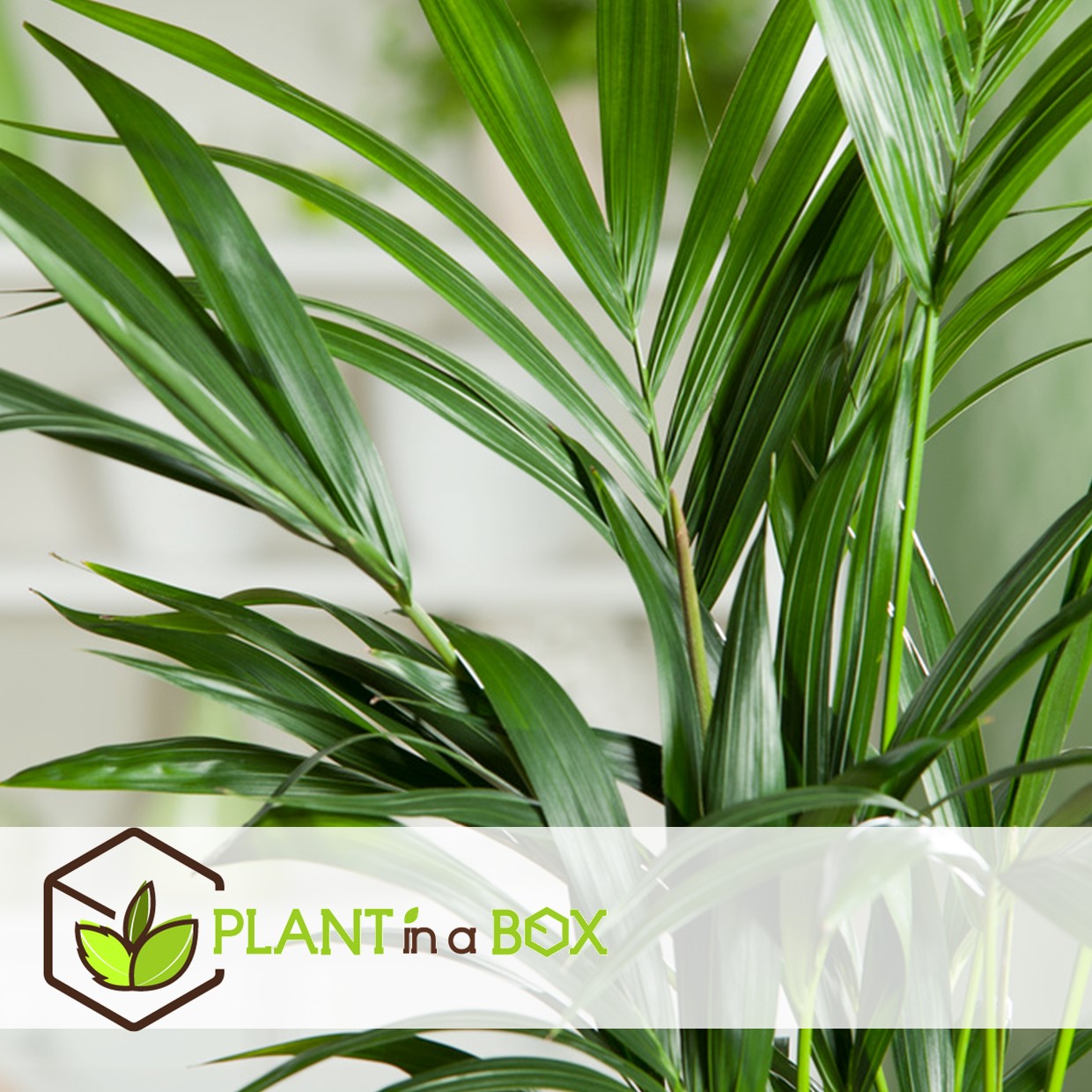 Howea forsteriana - kentia - palmier xl - pot 24cm - hauteur 150-170cm