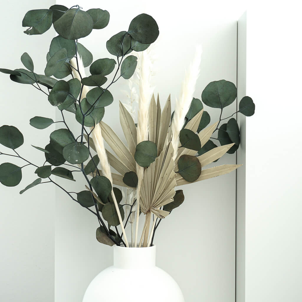 Eucalyptus populus - 1-2 stengels