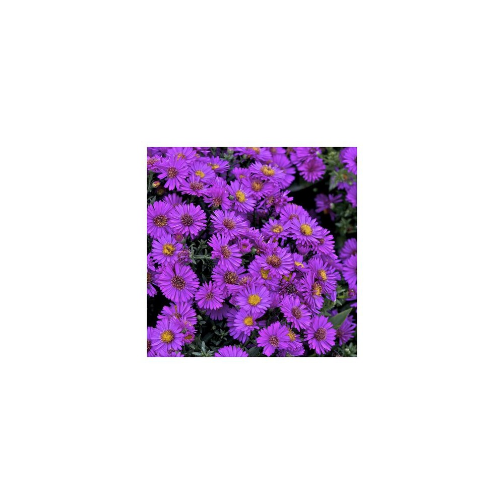Aster d'automne dumosus starlight/aster dumosus 'starlight'[-]godet