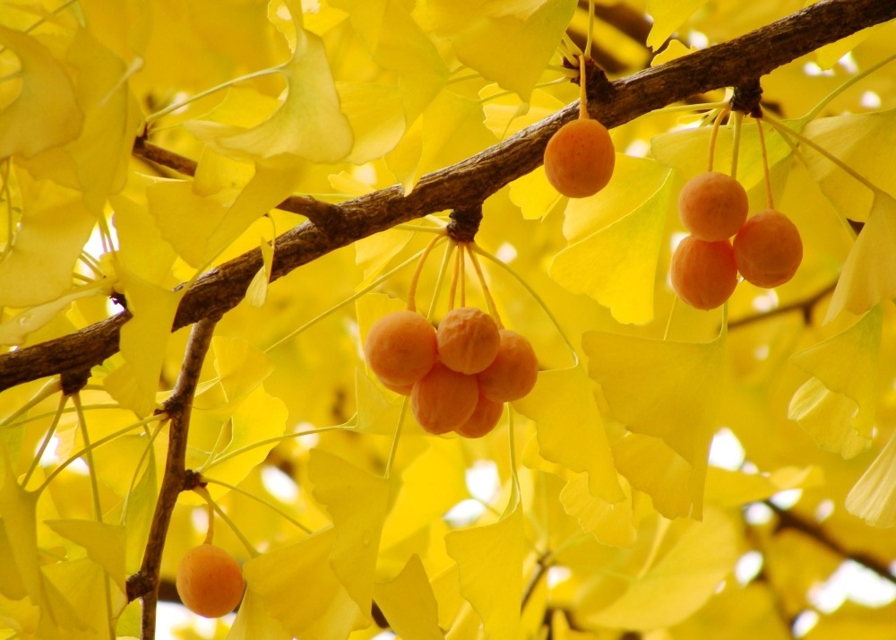 Jardin dans le sac - ginkgo - 4 graines - ginkgo biloba