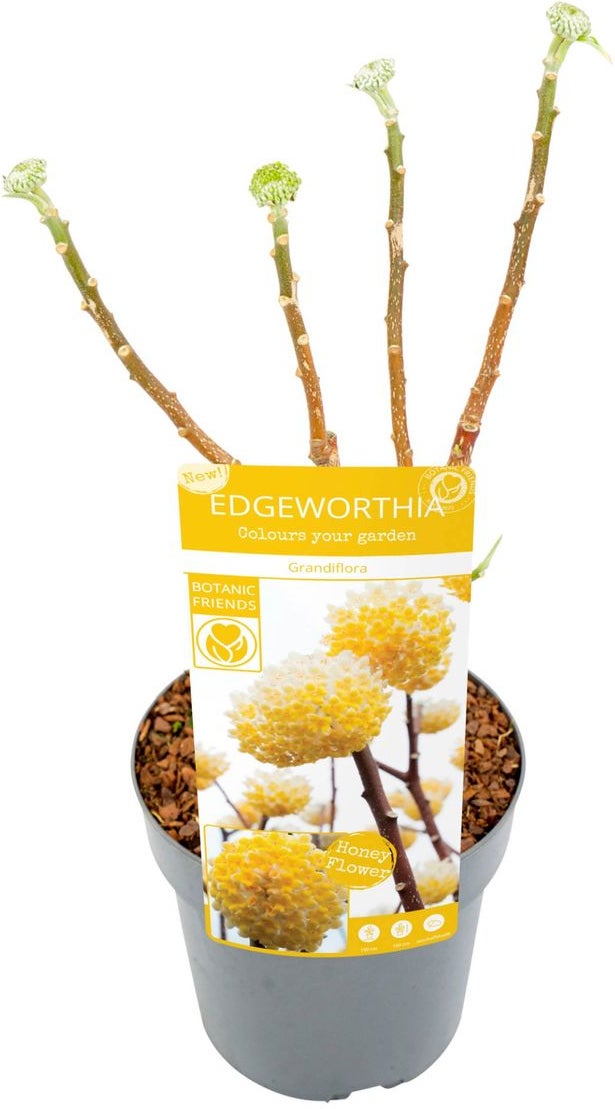 Papierstruik (Edgeworthia chrysantha 'Grandiflora') D 19 H 40 cm