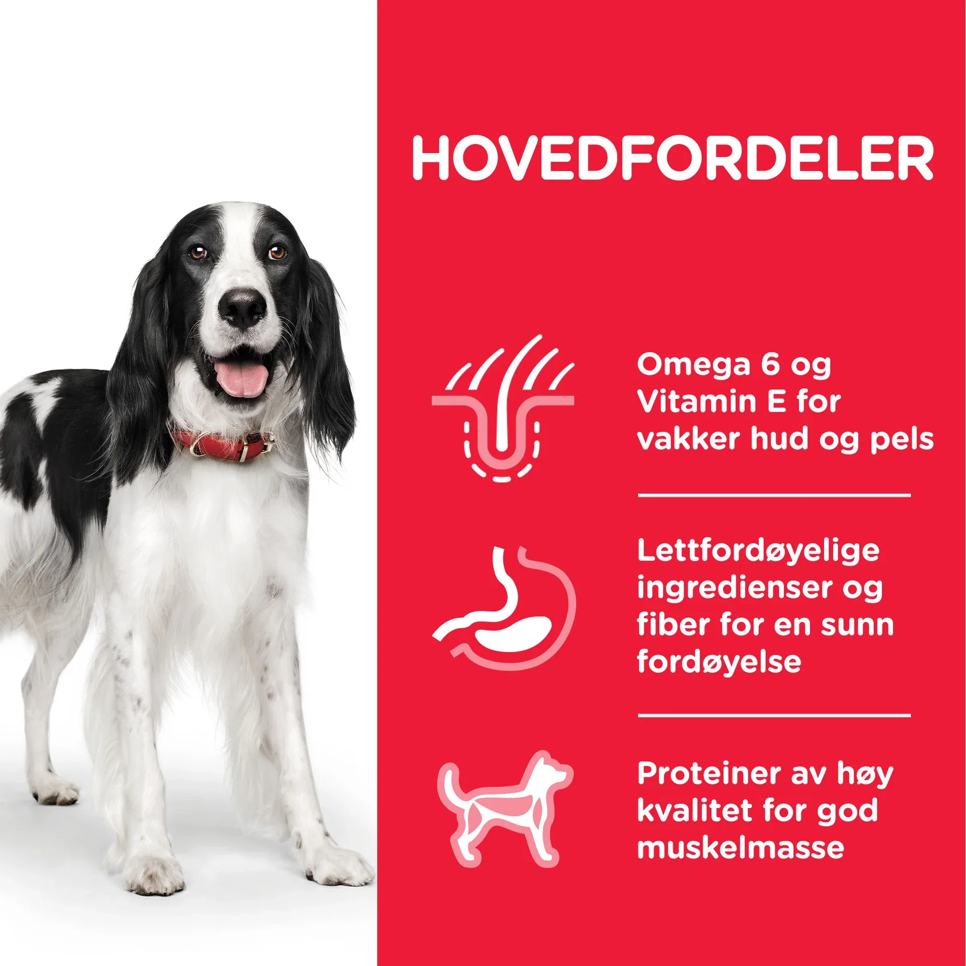 Hills Hill's Medium Adult 2,5 kg