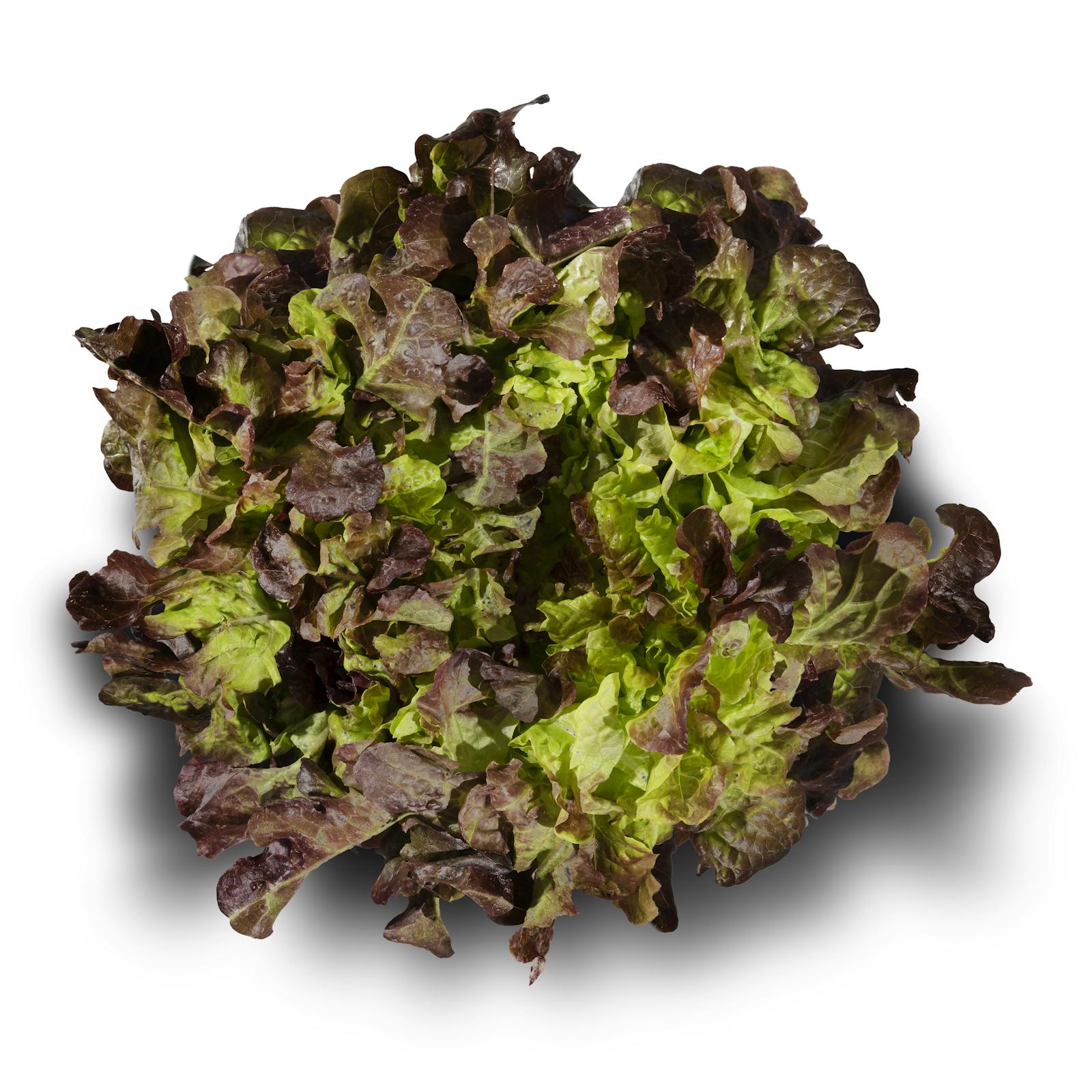 Laitue feuille de chêne