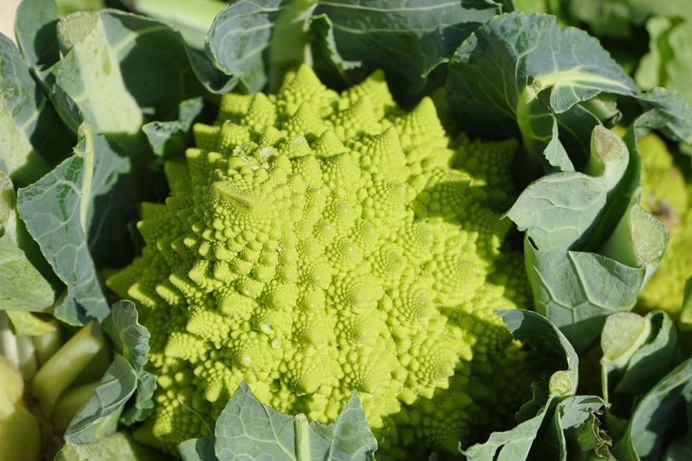 Sachet de graines de chou brocolis romanesco - sachet de 1 grammes - petite entreprise française - made in france