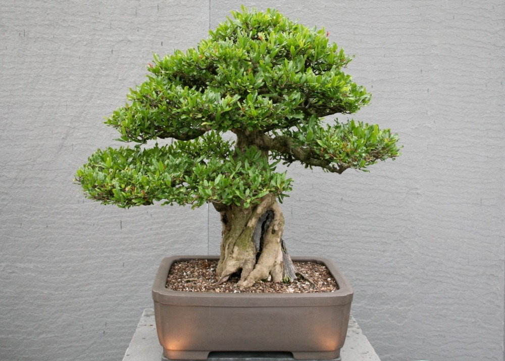 Grenadier nain - 50 graines - avec substrat - punica granatum nana