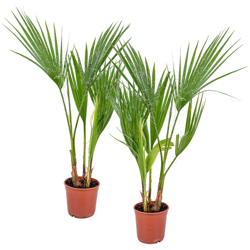 2x washingtonia robusta - palmier mexicain - palmier extérieur - persistant – ⌀14 cm - ↕35-45 cm