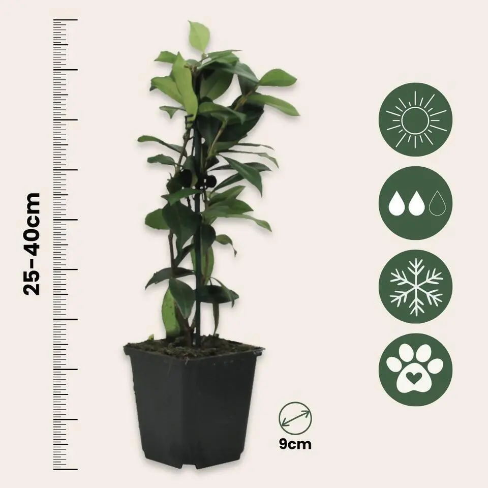 Jasmijn - Set van 3 - Trachelospermum jasminoides - Hoogte 25-40cm - ⌀9cm