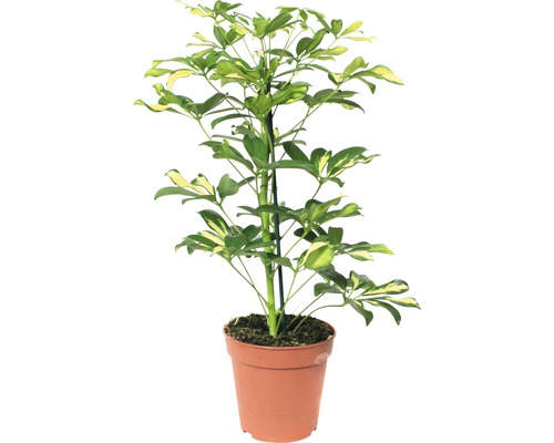 Schefflera arboricola 'Gerda' FloraSelf, H 45-55 cm, pot Ø 13 cm