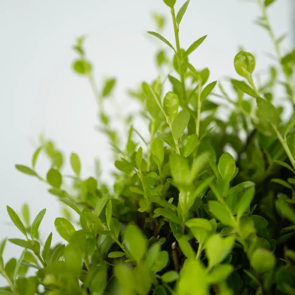 Hulsthaag - Set van 48 - Ilex crenata 'Jenny' - Hoogte 10-20cm - ⌀9cm