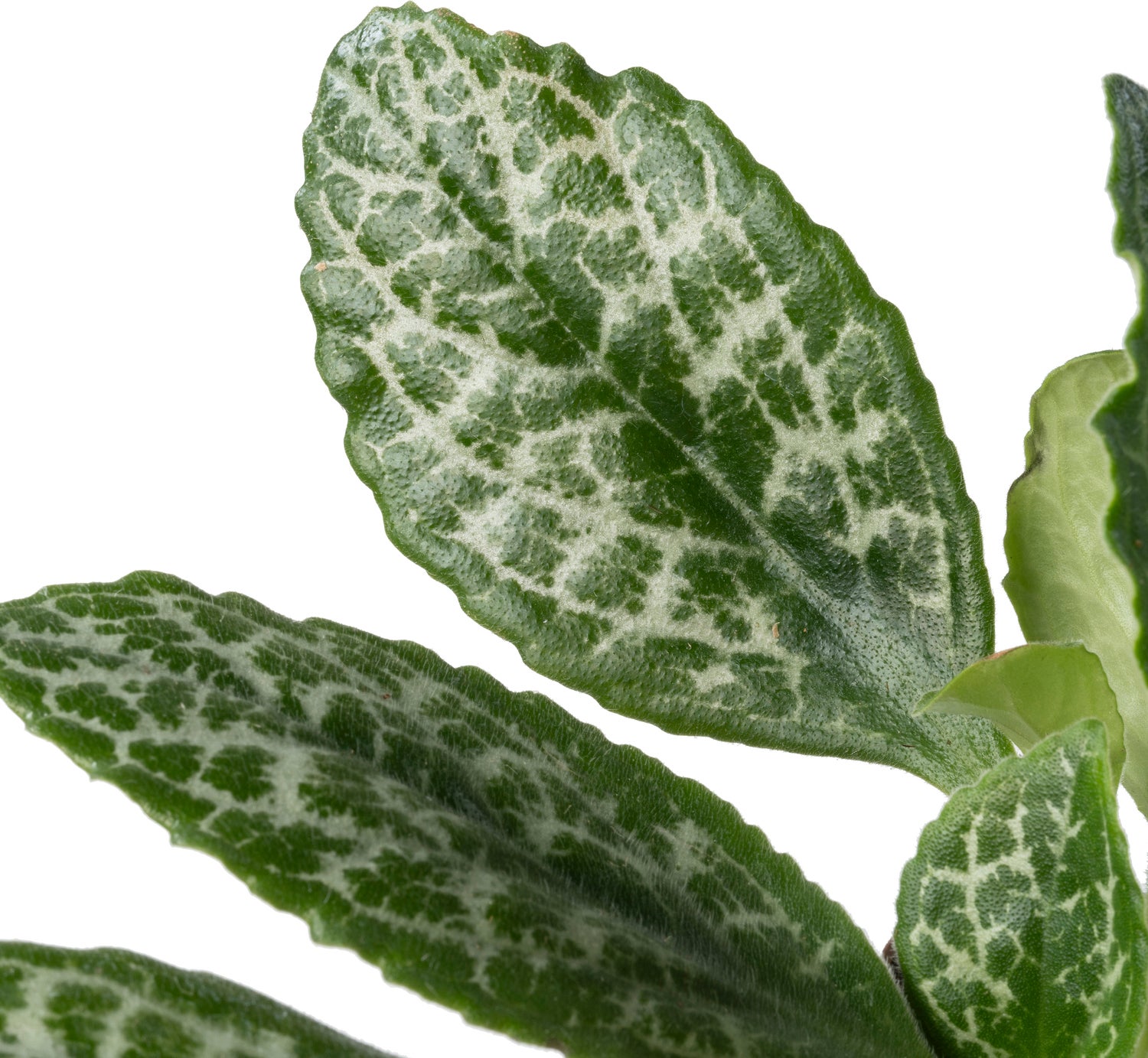 Biologische Henckelia (Henckelia) D 11 H 15 cm