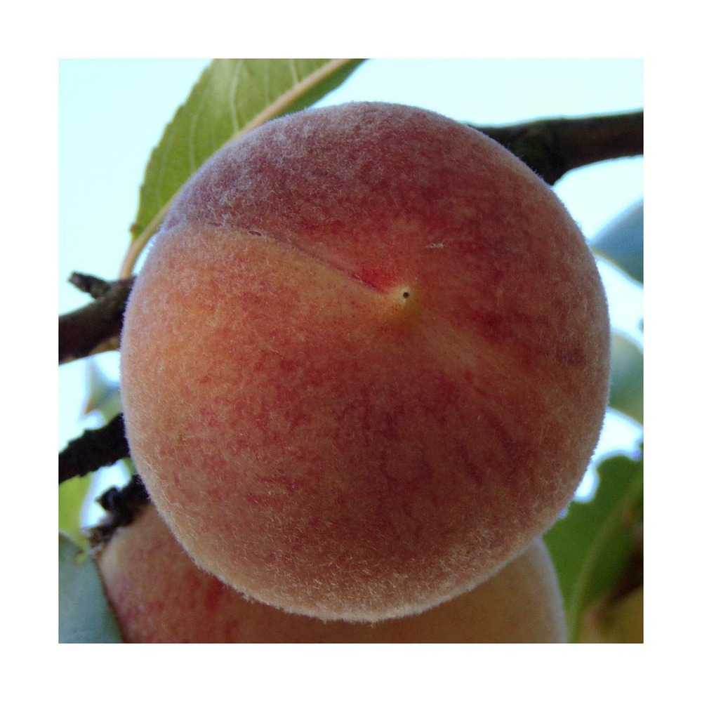 Pêcher persica grosse mignonne/prunus persica grosse mignonne[-]pot de 10l - gobelet 2 ans