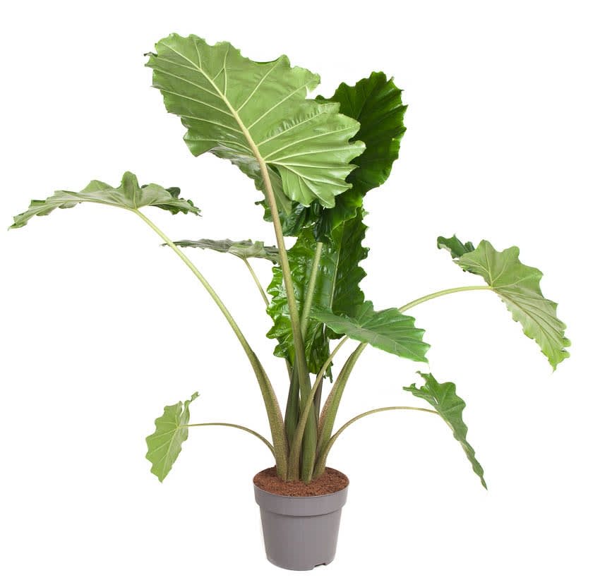 Alocasia 'portodora' - xxl - pot 32cm - hauteur 110-120cm