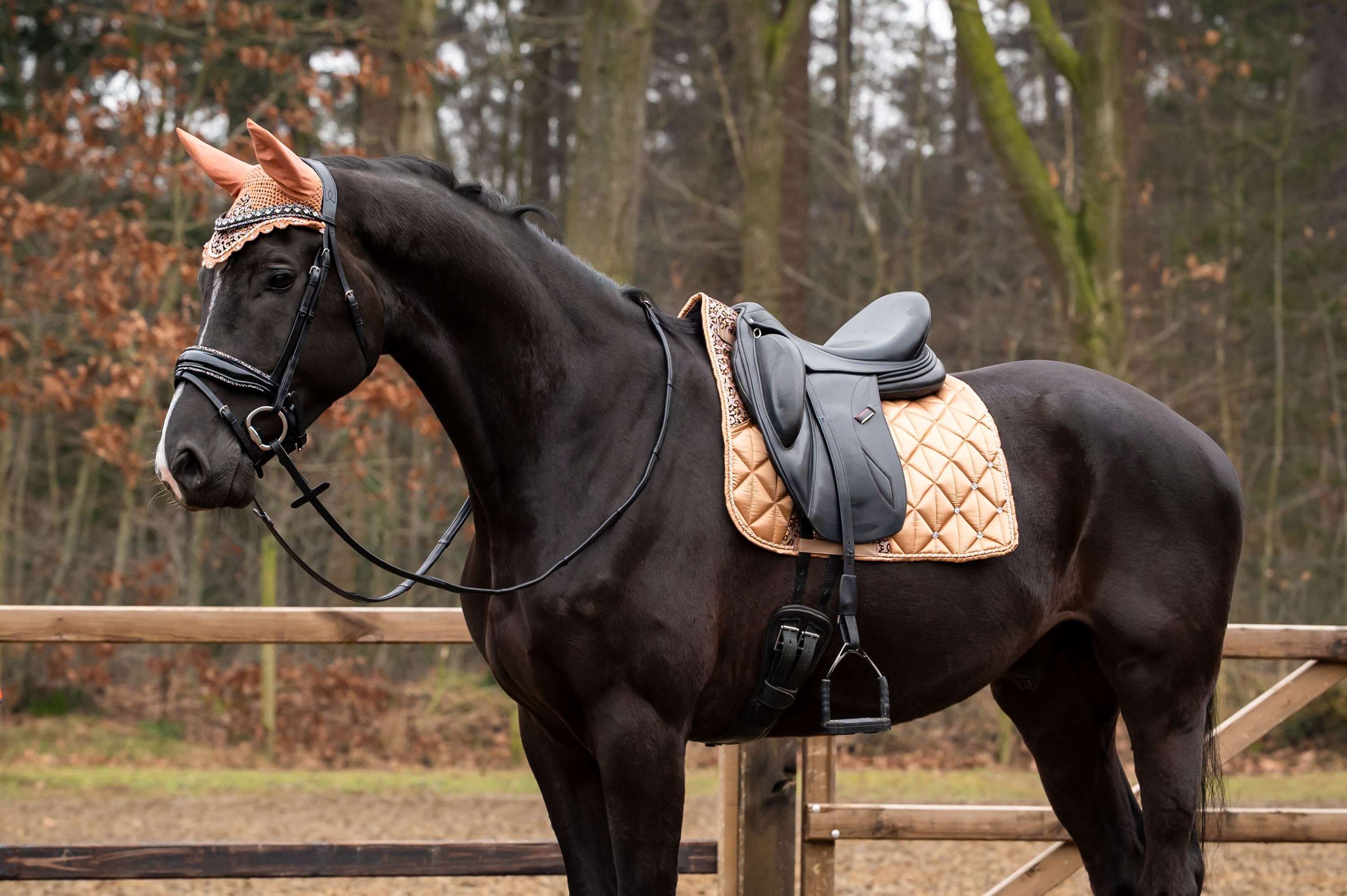 HB Showtime Zadeldekje Rio Dressuur Beige