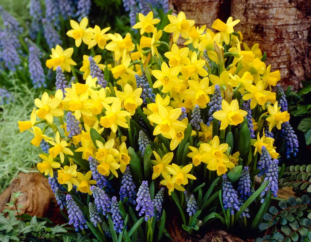 Plantagen Høstløk miks Sunshine Blue