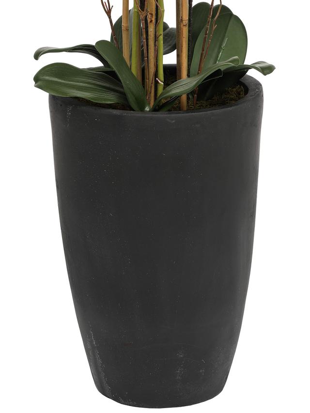 Orchidee Phalaenopsis, ca. 120 cm