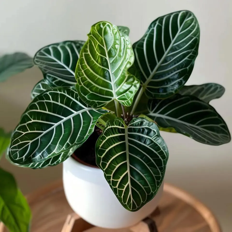 Zebraplant - Aphelandra squarrosa 'Botanica' - Hoogte 25-45cm - ⌀13cm
