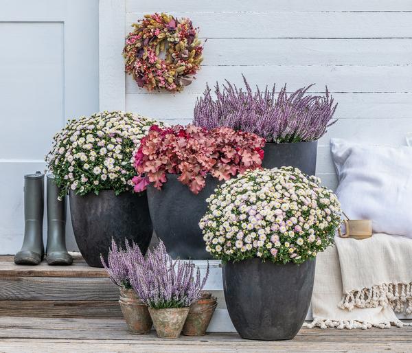 Knospenheide 'Hilda®'