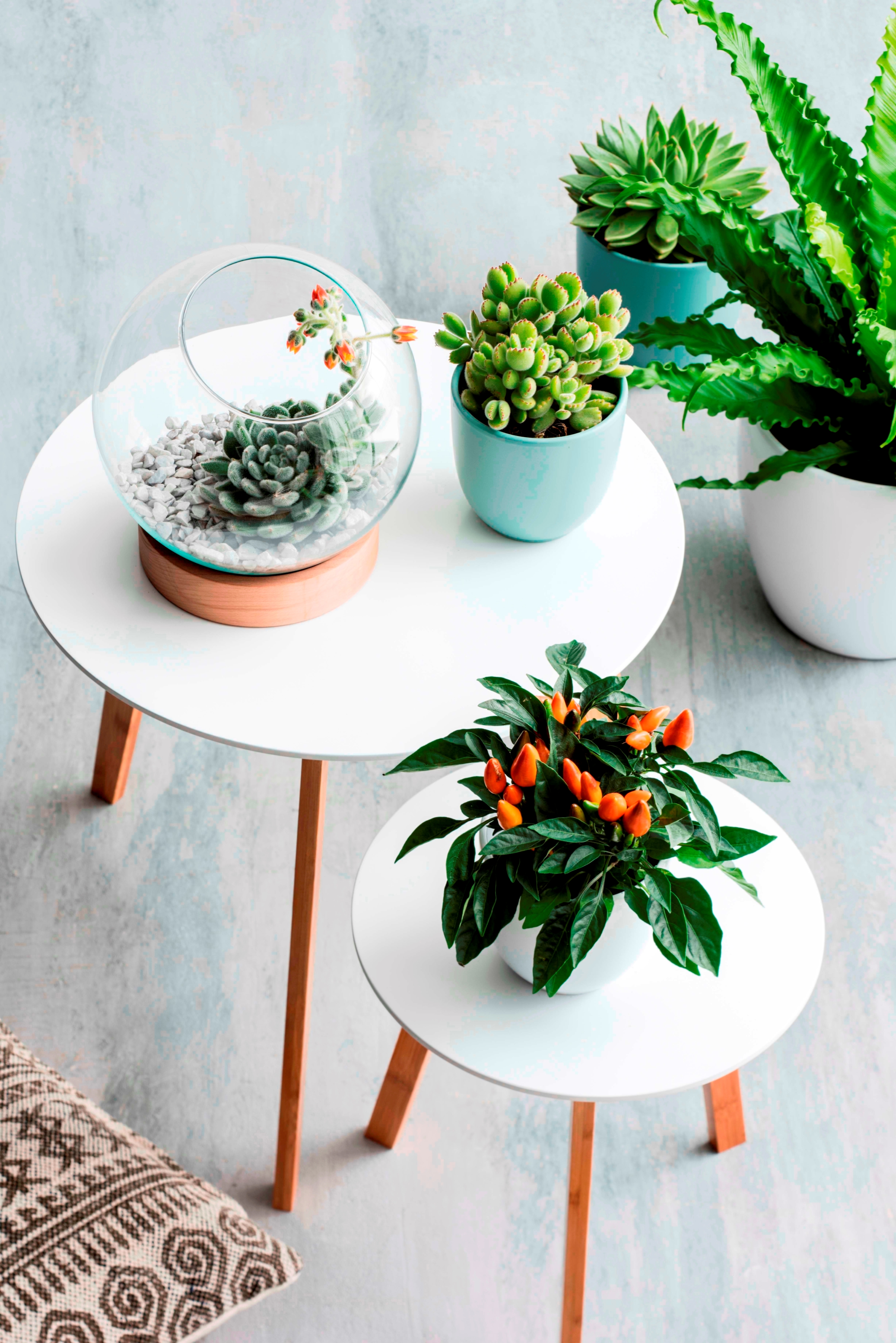 Mica decorations - asplenium artificielle en pot h50