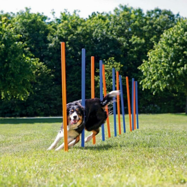 Piquets de slalom Agility
