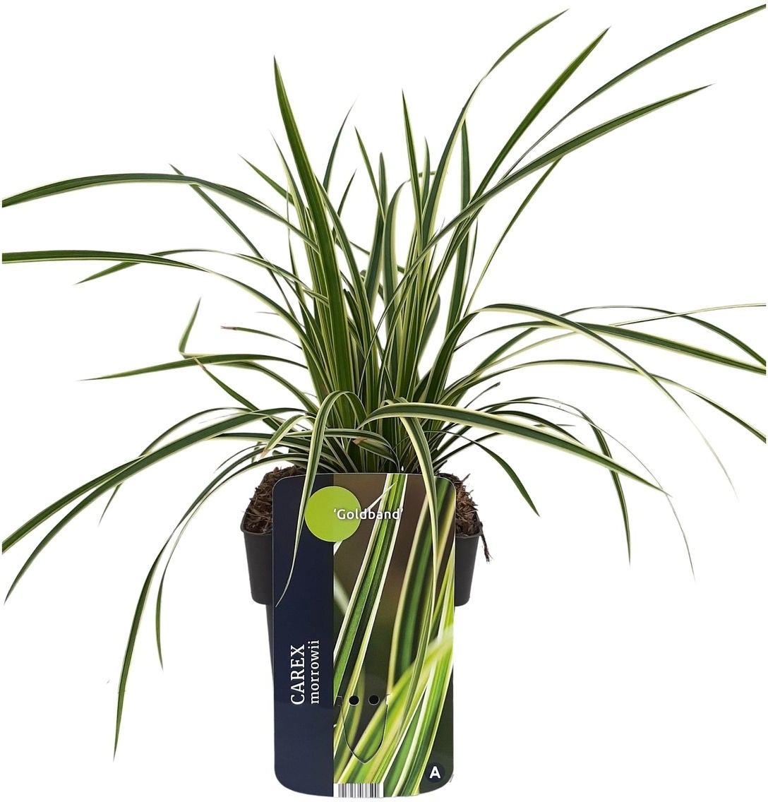 Japanse Zegge (Carex morrowii 'Goldband') D 17 H 45 cm