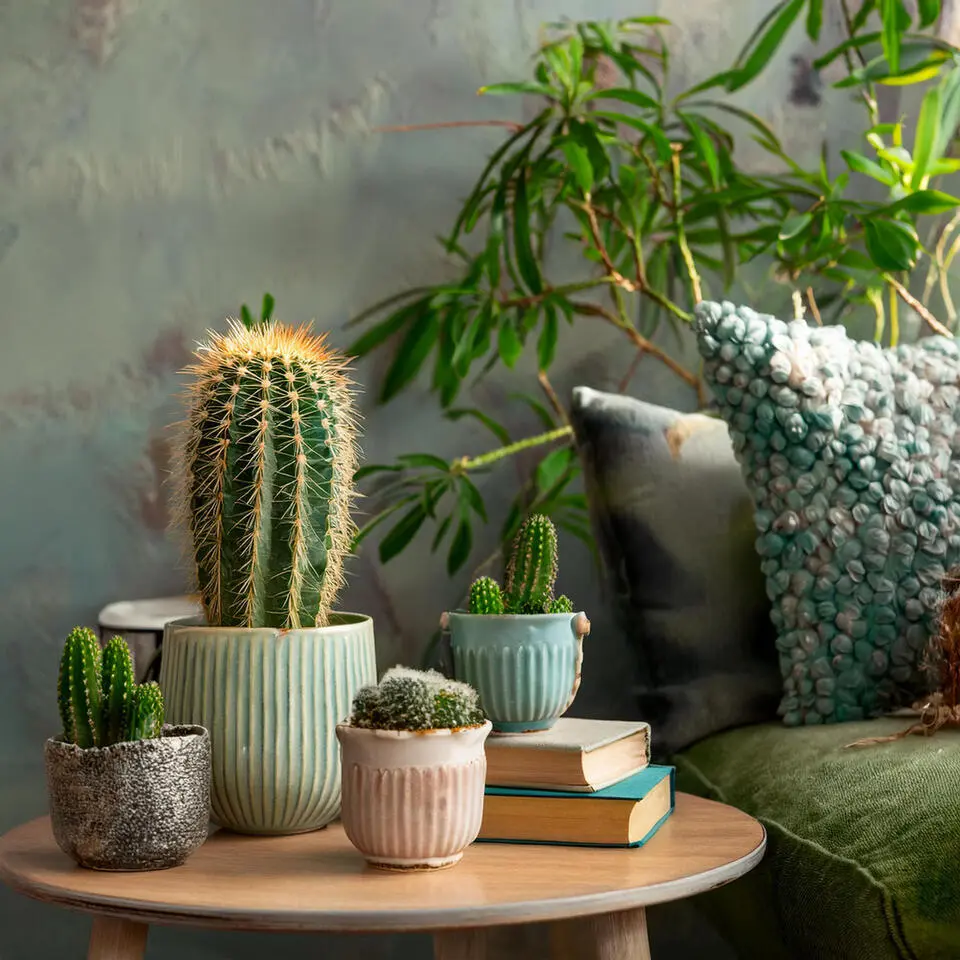 Mix cactus - Set van 12 - Cactus - Hoogte 5-10cm - ⌀5,5cm